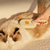 Escova Elétrica a Vapor 3 em 1 para Remoção de Pelos e Massagem em Gatos e Cães – PetVapor Brush