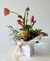 Box Mimo - Plant