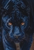 Rei T'Challa/ tela 100x60 - comprar online