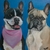 Tela bulldog