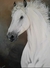 Cavalo Branco