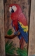 Arara vermelha em porta de madeira