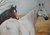 2 cavalos