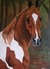 Cavalo Pampa