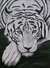 Tela tigre branco