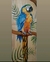Arara canindé em madeira