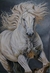 Tela cavalo branco correndo