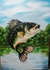 Tela peixe