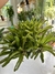 Bromelia Fireball na cuia