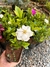 Mini Gardênia caixa 8 mudas sol e meia sombra - comprar online