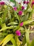 Orquídea Spatoglottis meia sombra