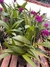 Orquídea Spatoglottis meia sombra - Flora Pau Brasil