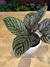 Calathea ornata con matera cerámica - comprar online