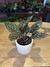 Calathea ornata con matera cerámica