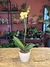 Orquídea Premium 1 vara con matera - comprar online