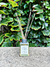 DAP linea floral - comprar online