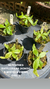 (combo) nepenthes. (MIRABILIS X MIRABILIS "RED THAI") X VIKING "GREEN". (combo)