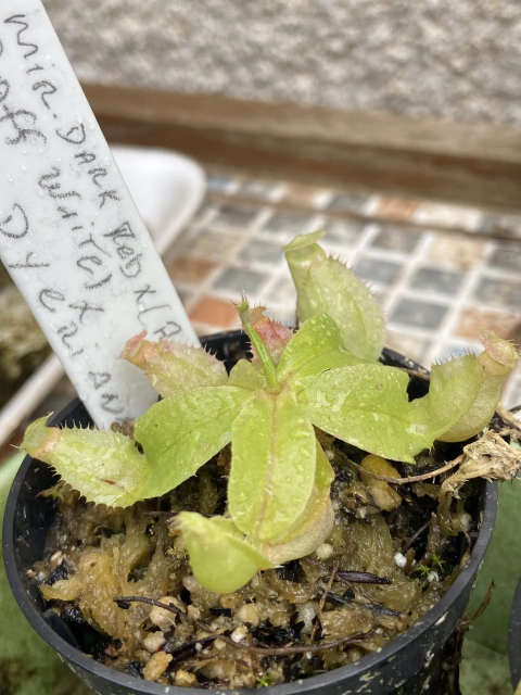 nepenthes [(mirabilis dark red x (raffesiana komdo x rafflesiana white)] X Dyeriana