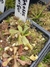 dionaea la grosse guigui - muda 2 - comprar online
