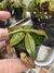 nepenthes. (MIRABILIS X MIRABILIS "RED THAI") X VIKING "GREEN"