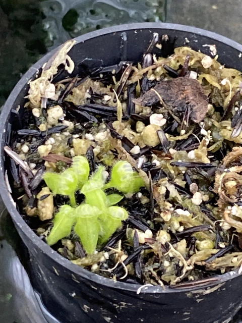 cephalotus folicularis tipica