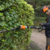 CORTASETOS DE ALTURA DE BATERÍA HLA 66 STIHL + BATERIA AP 300S + CARGADOR RAPIDO AL 301 - casa neumann