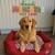 Cucha star - comprar online