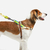 SofterWalk Harness Avocado Zee.dog - tienda online