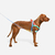 SofterWalk Harness Mellow - comprar online
