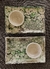 Set de Sushi Green en internet