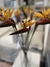 Vara Strelitzia