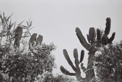Dubble Daily 400 35mm blanco y negro - Foto Ricardo Portales