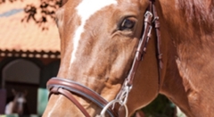 Banner da categoria Cabeçada