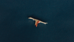 Banner da categoria Deserto