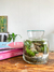 Terrario Hypnosis - Nanovivarium - comprar online