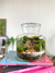 Terrario Hypnosis - Nanovivarium en internet