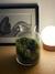 Terrario Hypnosis Alto - Nanovivarium - comprar online