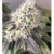 Patagonia Kush x3 By R-KIEM SEEDS