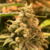 Deadcheese x3 By R-KIEM SEEDS