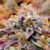 Cumbia x1 By -RIEM SEEDS
