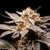 Fancy x3 By K-RIEM SEEDS