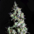 Icer x1 By K-RIEM SEEDS