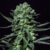 Eli x3 By K-RIEM SEEDS