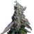 Sour diesel By Seed Stockers