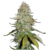 Gorilla Glue By Seed Stockers