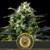 Mamba negra Gold by Blimburn