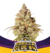 Gorilla Glue x 4 By BSF Seeds