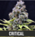 Critical Gold by Blimburn