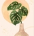 Monstera
