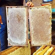 Miel de Quillay de los Niches - Curico, Cruda sin filtrar , Certificada!! 1 KG en internet